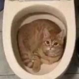 микрочелы🍪