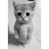 قٌِٓاَّٰرٌِٰوّْٰرٍُٓهٌِٰٓ⁺⁽♀😻₎₊Qᵃʳᵒʳᵃ❥