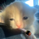 хоровац сквад