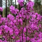 Восточный форпост