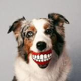 Тайная жизнь спортивных псов