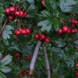 Світлини меґатрекса 4 🌸