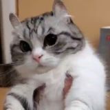 DED CAT HUB || MI 9T / Redmi K20