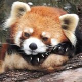 Твоя Дашутка