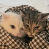 TWO // ПАРНЫЕ : АВЫ, ОБОИ, ФОНЫ, СТАТУСЫ