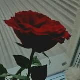 Чердак чужого дома