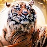 Crypto Tiger