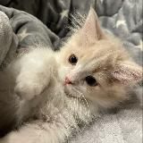 мяушкины^^