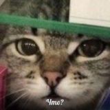 Котеки