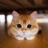 КРИТИКИ