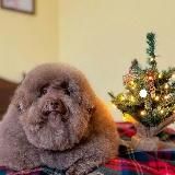 Мемические морщины