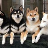 doge's brotherhood