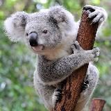 ʕ´Koalas`ʔ everywhere