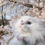 Берлога Барсика🐈