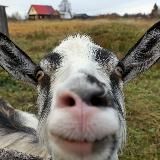 Козий мостик