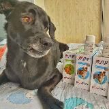 🐕‍🦺 АРЧИННОС | Бравекто / Симпарика / Апоквел в России