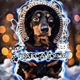 💘 Такса Луна 🐕‍🦺