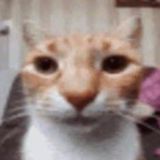 просто кови Chat