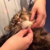 для почесаний сильного независимого кота