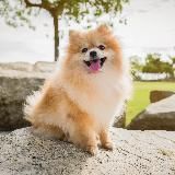 Мемные собаки