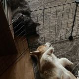 Ранние котятки!