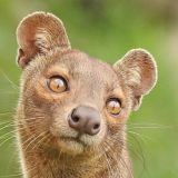 fossa.or