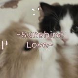 Sunshine love | cute place