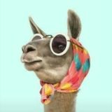 Giren Bidaha Çıkamaz👈