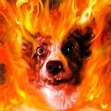 Пёс Мистера Дитковича