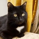 T_S_Kot Мышъкрысьев