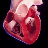 ЭКГ/ХОЛТЕР-ЭКГ/ВЭМ/ЭХОКГ/ECG/ HOLTER ECG