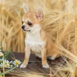 Чихуахуа-Puppi-Yes
