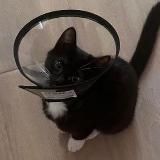 Записи стримов korya_mc