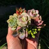 Succulent Art Company