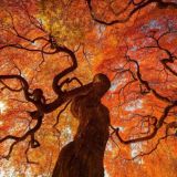 عکاسی با موبایل Mobile Photography Group