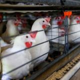 Птицеводство 🥚🐣🐥🐓