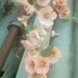 Plantas medicinales 🌿