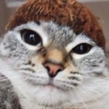 коча