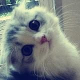 коты лучшие ッ