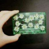 أقحوان-Chrysanthemum.