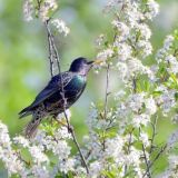 Кн. Мышкина