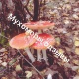 🍄мухоморы 🍄отзыв