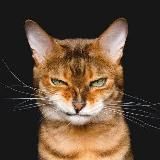 Коты, мемы, тяночки