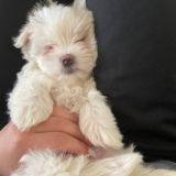 WEREN CHAT (ЗАНОСЫ)