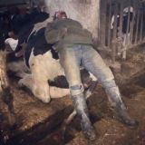 Онли биг пенис энд вэджайнас