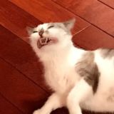 Картиночки-шмартиночки