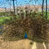 Комсомольский парк