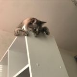 Борщ Армейца