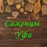 Саженцы | Цветы | Уфа