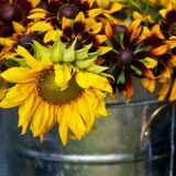 مجله دانستنی و هوش